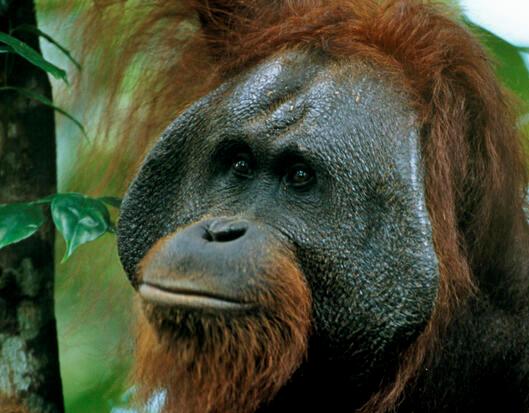 Orangutans of Borneo